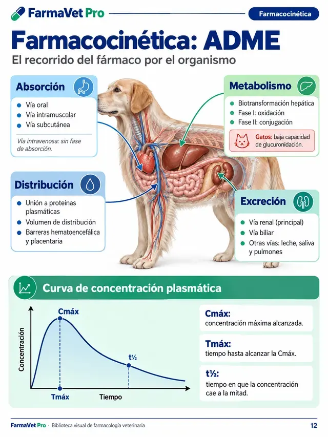 Esquema de farmacocinética ADME